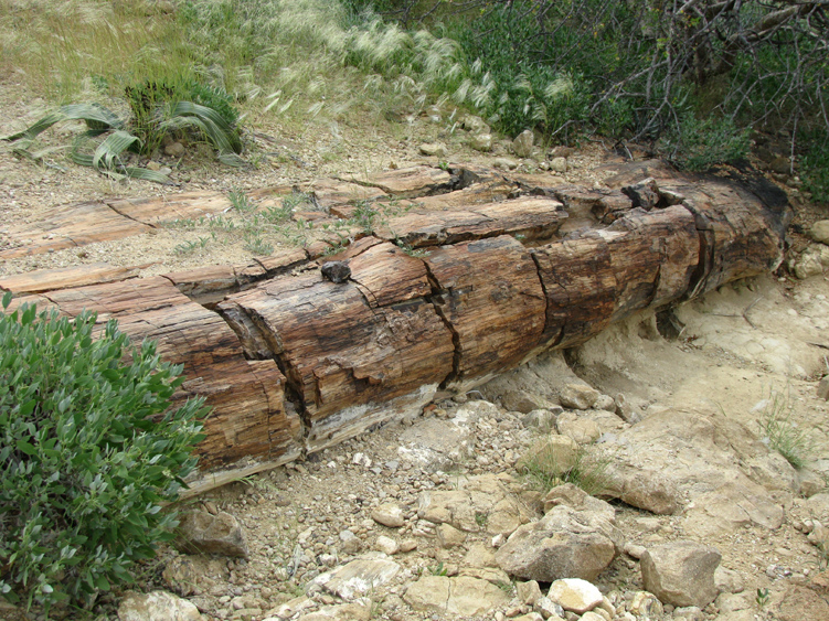 07___der_versteinerter_wald.jpg