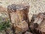 08___fossile_baumstaemme.jpg